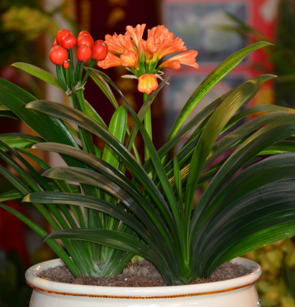 好养的盆栽花卉大全,人养花花