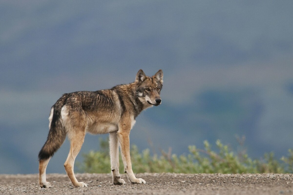 白山林海奇案！狼咬伤了意图*暴强**妈妈的坏蛋，妈妈却成了凶手
