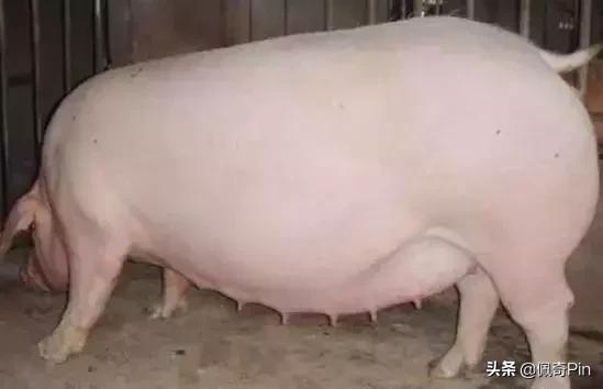 母猪预产期到了怎么不下仔猪,母猪分娩后如何降低仔猪死亡