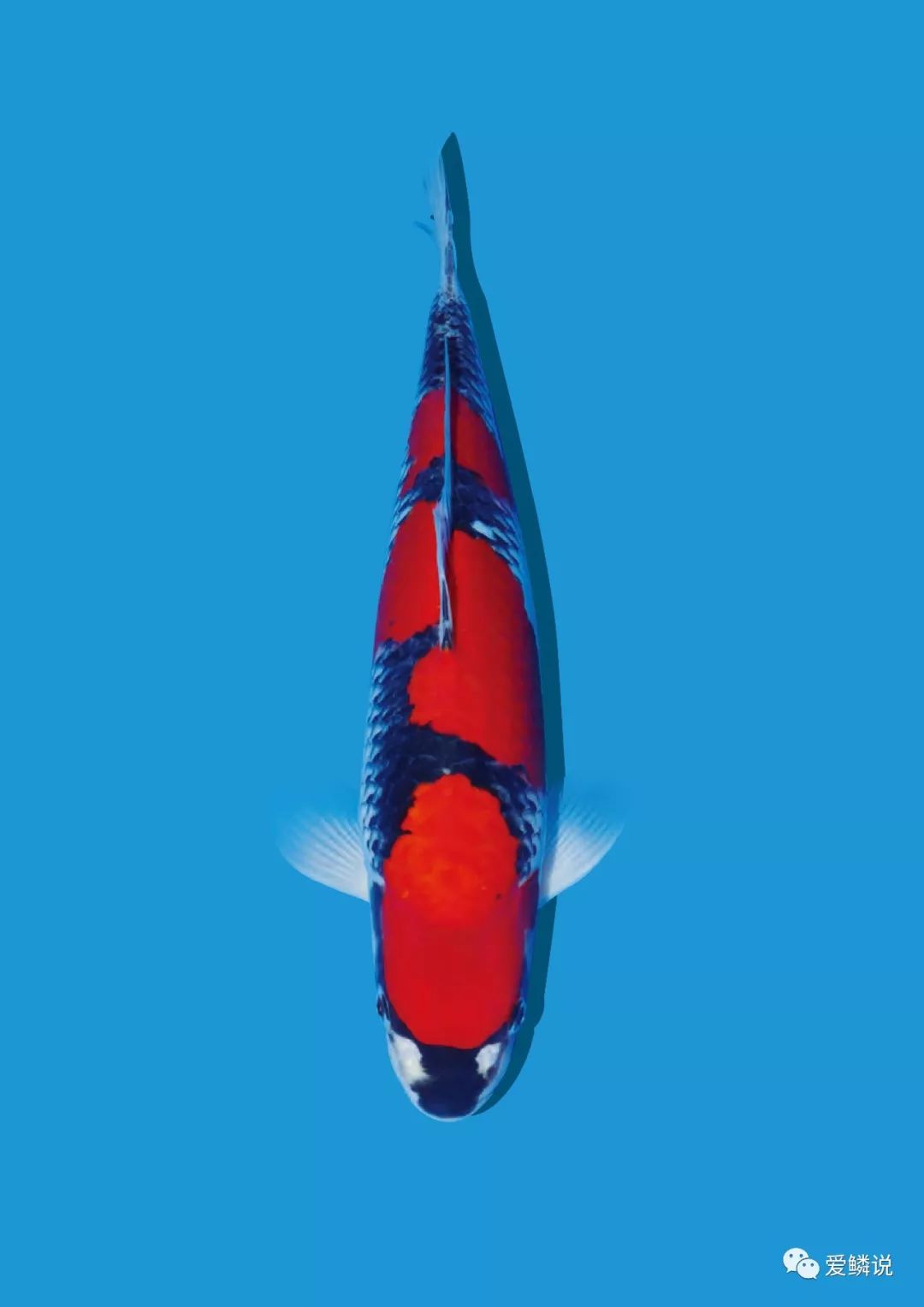 大日血统锦鲤介绍,锦鲤红白血统介绍