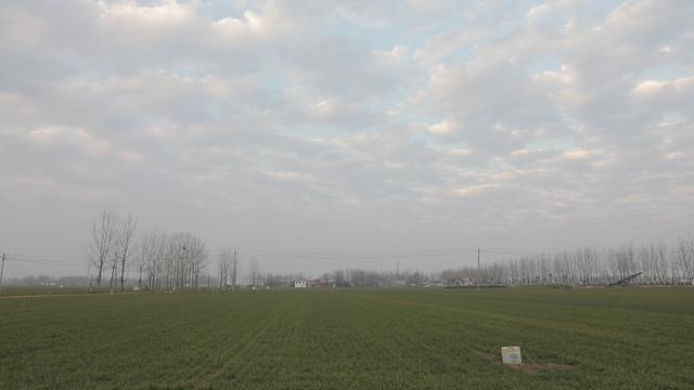 养鹅养殖户盲目跟风,想养鹅怎么办