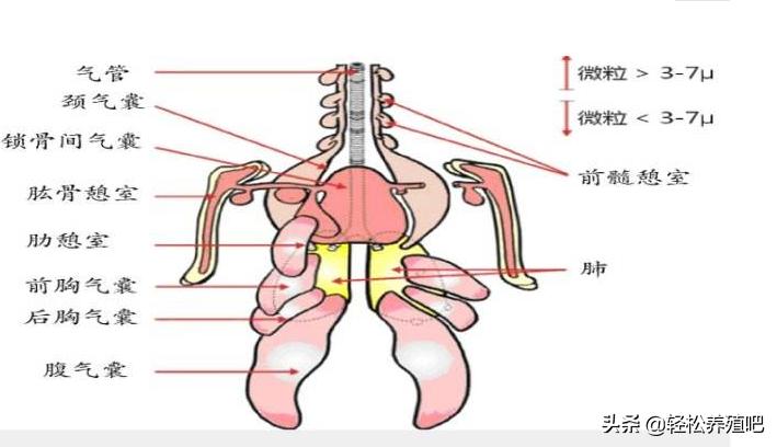 鸡气囊炎怎么治？为什么有的鸡场从不上气囊炎