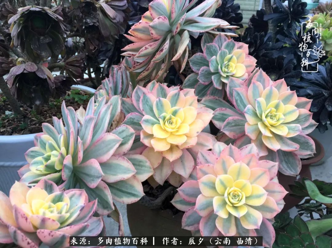 缂辩换鏃栨棊钁宠暏鐢熼,缂辩换鏃栨棊钁宠暏鐢熼鍑哄