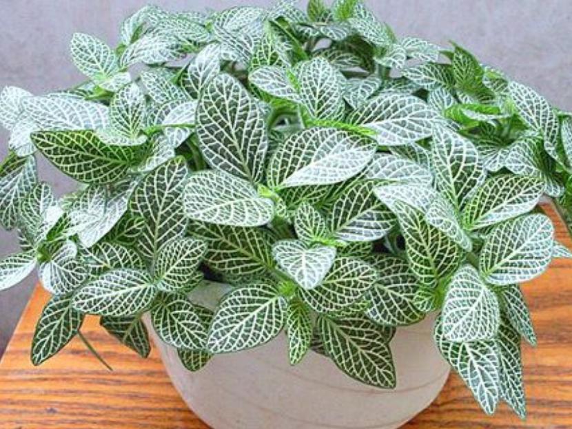 网纹草如何更鲜艳,网纹草微景观怎么打理