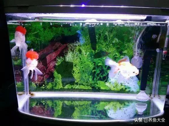 鱼缸水可以治疗鱼病吗,养鱼如何治鱼病