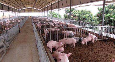 密封式猪舍臭气怎么消除,猪舍臭气