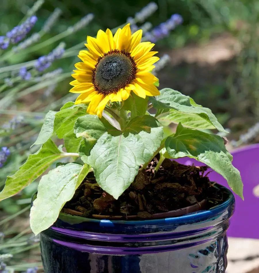 向日葵的盆栽种植方法,向日葵盆栽种植方法全过程
