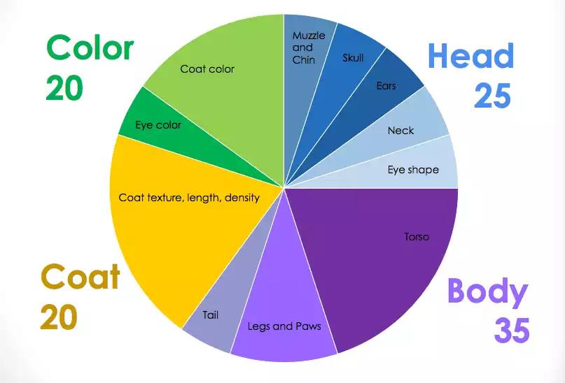 英国短毛猫怎么看品相赚钱,国际爱猫协会发声