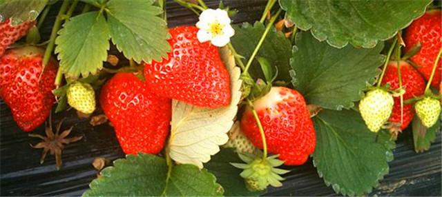 连云港有什么特产详细介绍,连云港特产豆丹最贵的时候多少钱