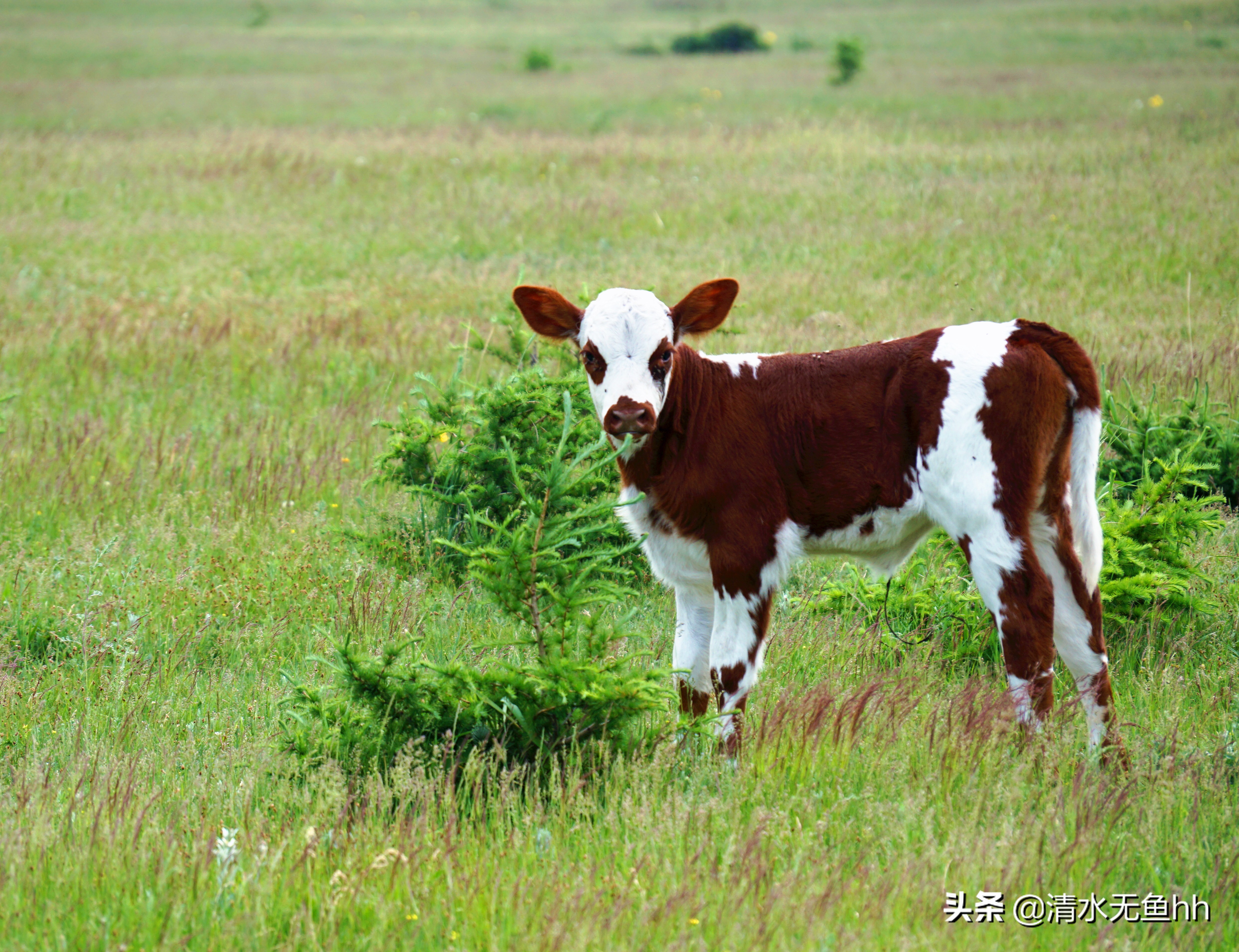 京北第一天路草原最全攻略,京北第一天路自驾攻略