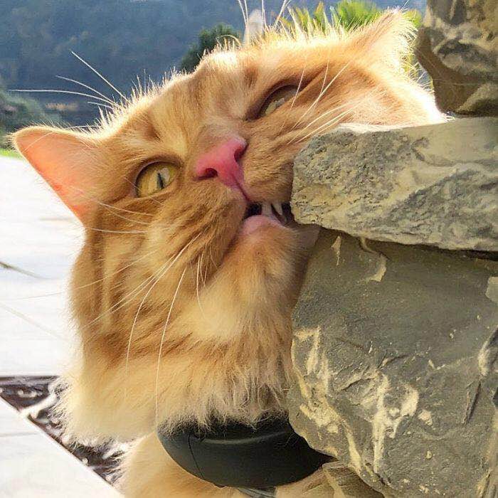 一只可爱的淘气猫,一只调皮可爱的猫