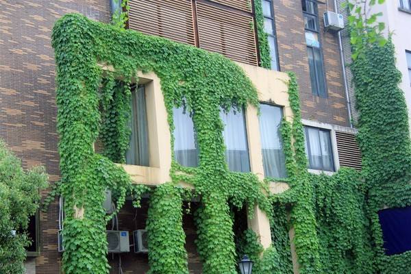 夏天可以爬墙的花,什么花爬墙一年四季都有适合房内