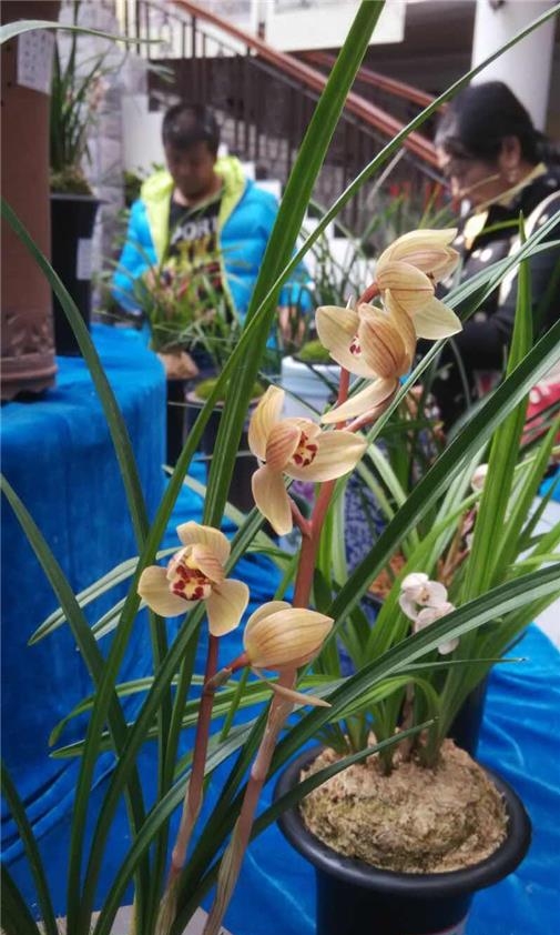 云南保山莲瓣兰姹紫嫣红,云南保山细叶莲瓣兰细节图