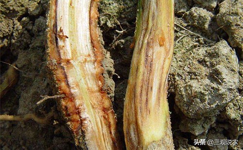 常见的蔬菜根部病害如何科学防治？