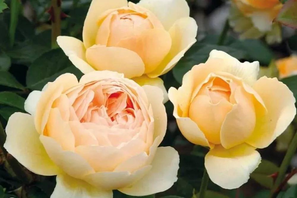 一篇文章带你认识三亚40种花,鲜花图鉴一次性认识30种玫瑰花