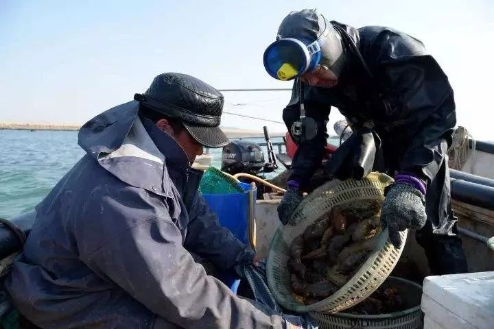 海参降价什么梗,海参价格最近跌了吗