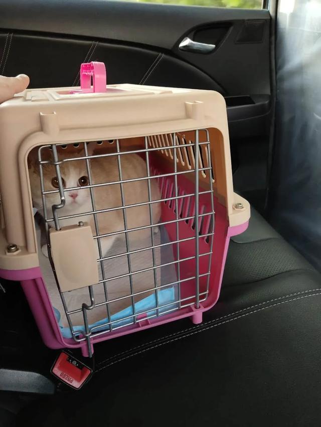 养稀有的英短是什么体验,英短乳白冷知识