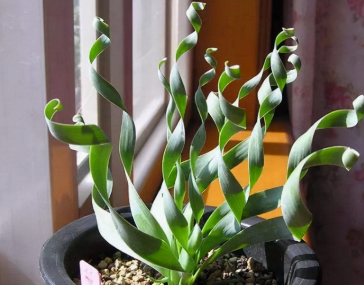 稀有奇特进口多肉,家里养着五种常见多肉