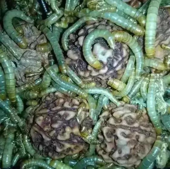 菩提手串有点生霉,菩提手串为什么会臭