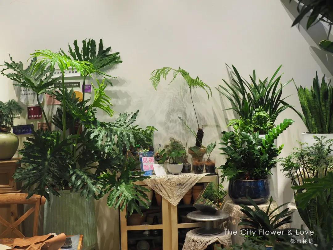 都市花语门票多少钱,都市花语免费阅读