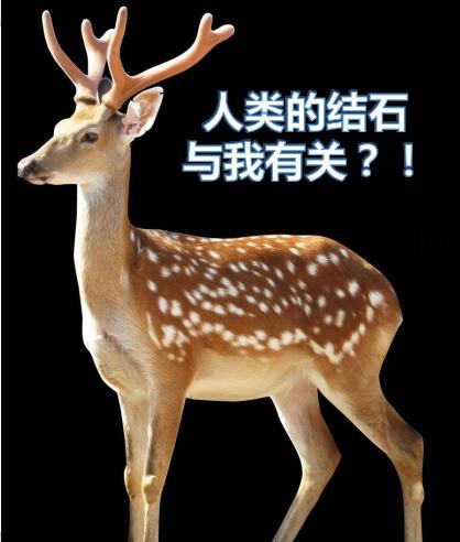 疯狂的石头除藻,肾结石鹿角形状的结石什么样