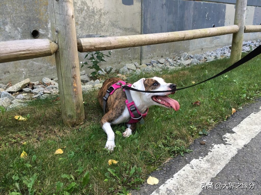 狗狗撕咬是什么意思,狗狗撕咬针织物怎么办