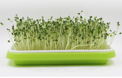 儿童豆芽菜,小孩吃豆芽菜的好处