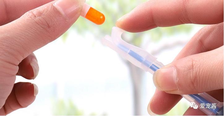 猫咪喂药片的正确方法,如何给猫咪喂药