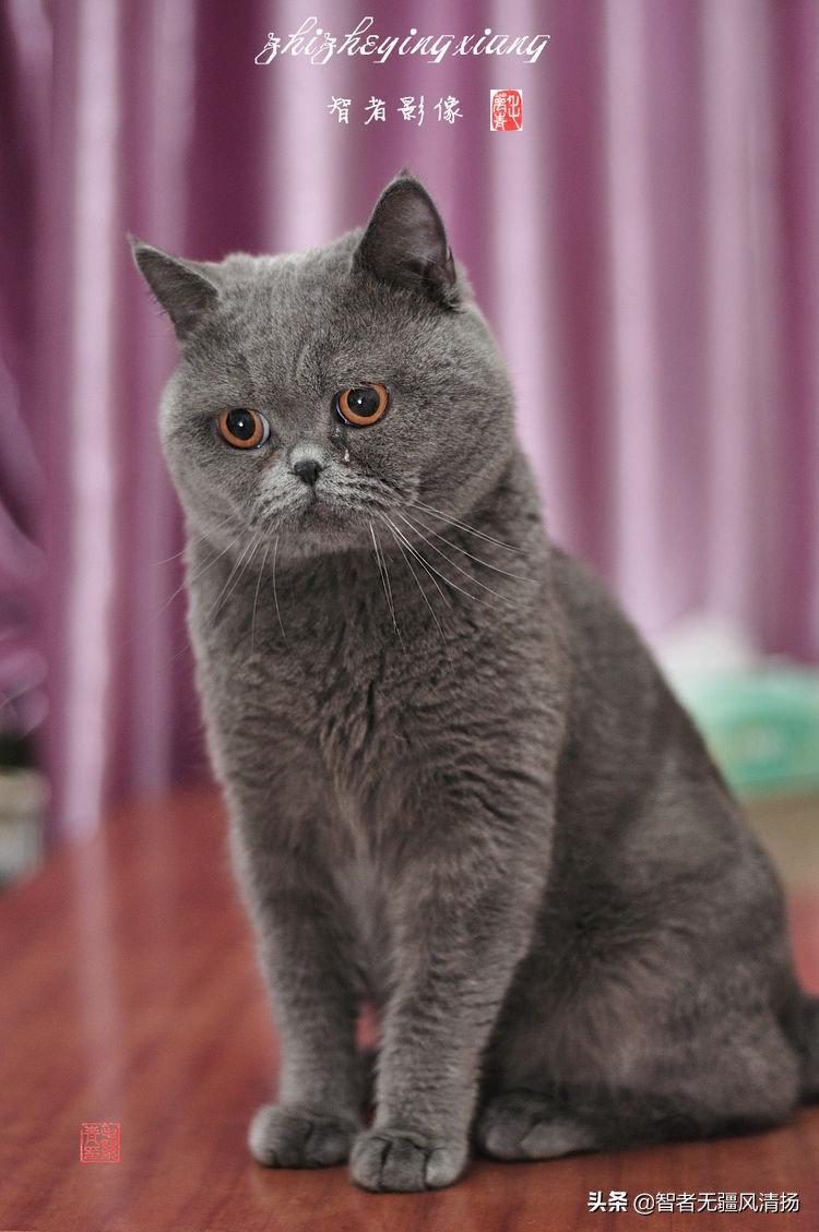 外国蓝猫,蓝猫是英国的吗