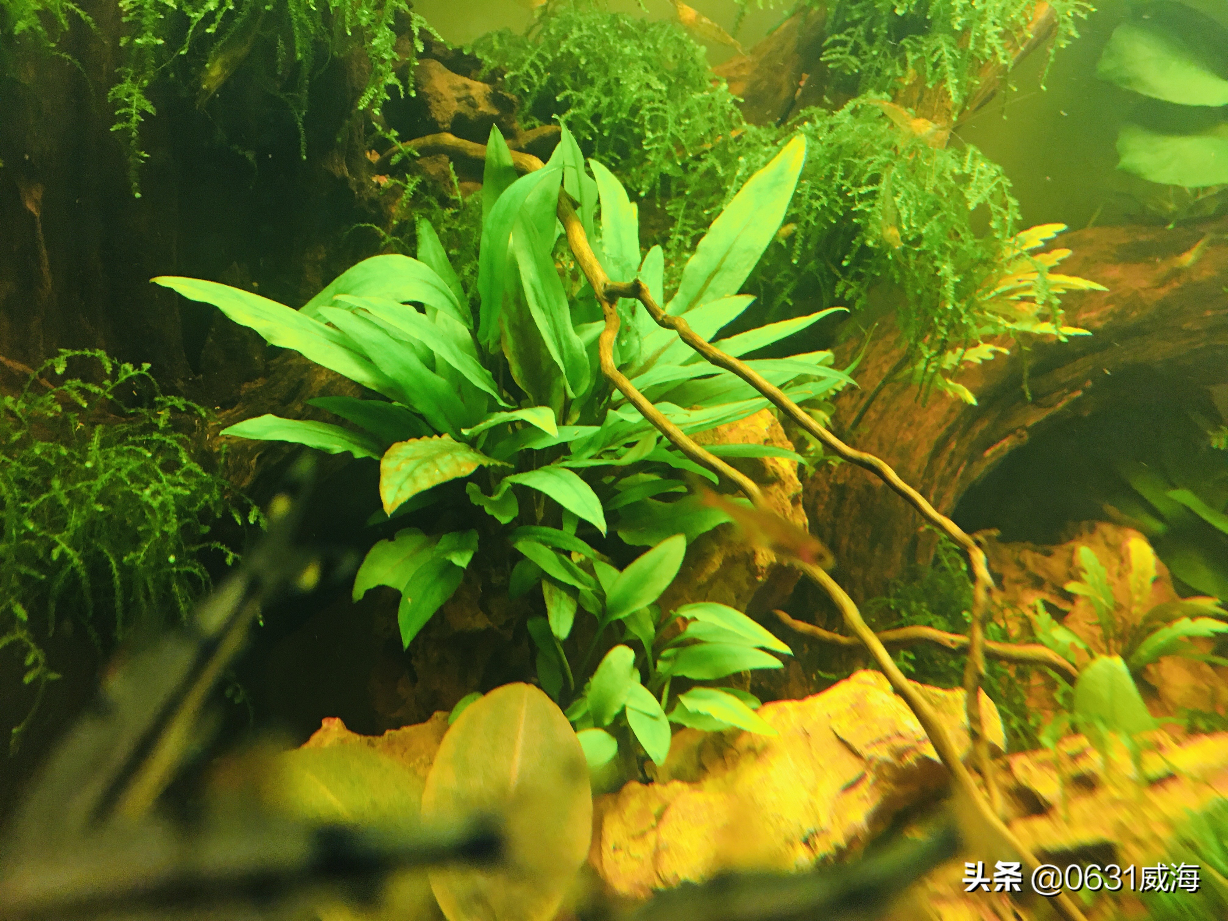 新手养金鱼的方法和技巧图解教程,养金鱼的技巧和方法方便简单