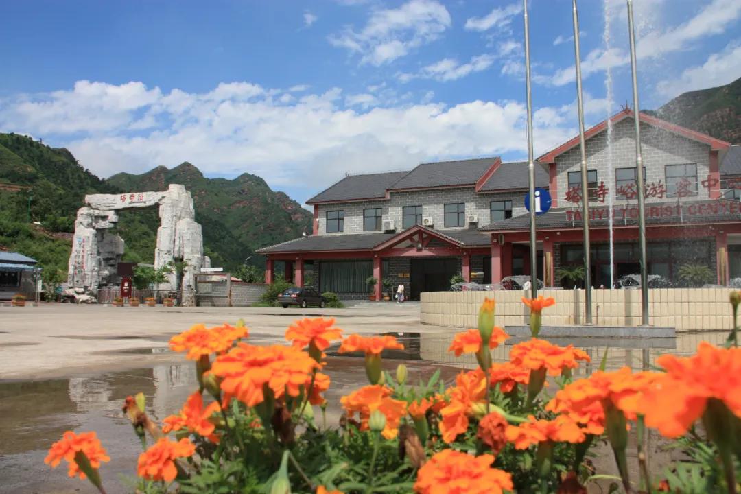 杏子熟了好吃又爽口,周末去近郊景盛源消暑摘杏