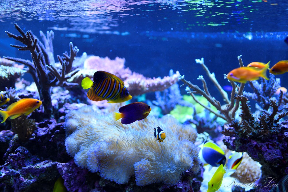 经典海水礁岩生态缸分享，180×120×60厘米三面观赏海缸