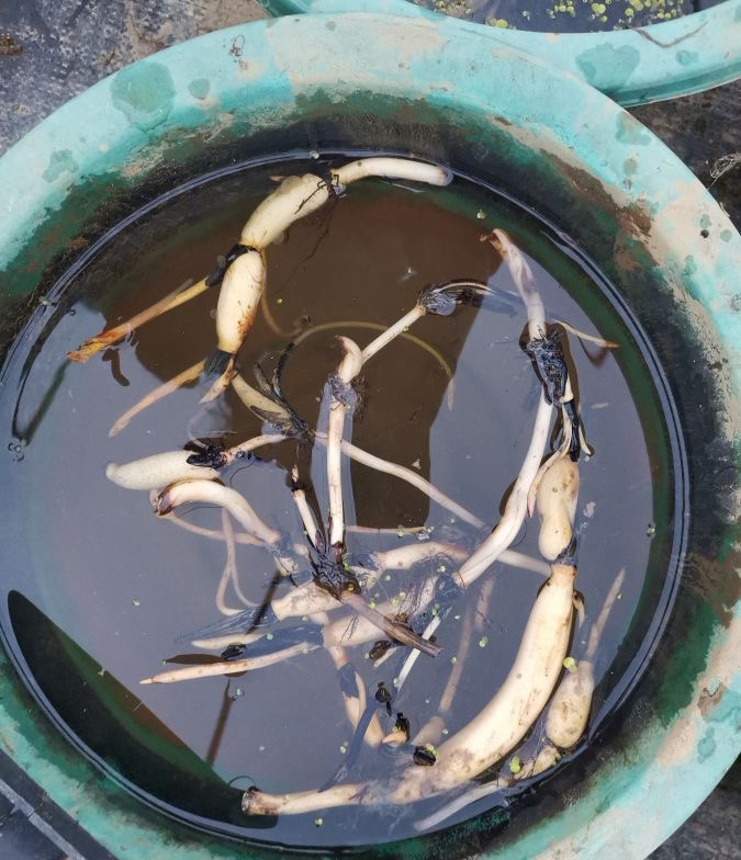 怎样把碗莲养成亭亭玉立的样子,想要把碗莲养开花应该怎么去培养