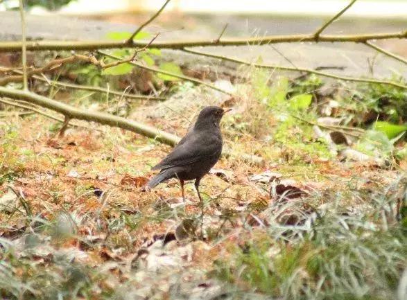 北方常见鸟类大全图片及名称,南大常见的鸟类有哪些