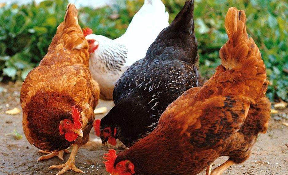 鸡采食量下降的原因及治疗方法,鸡采食量上不去咋办