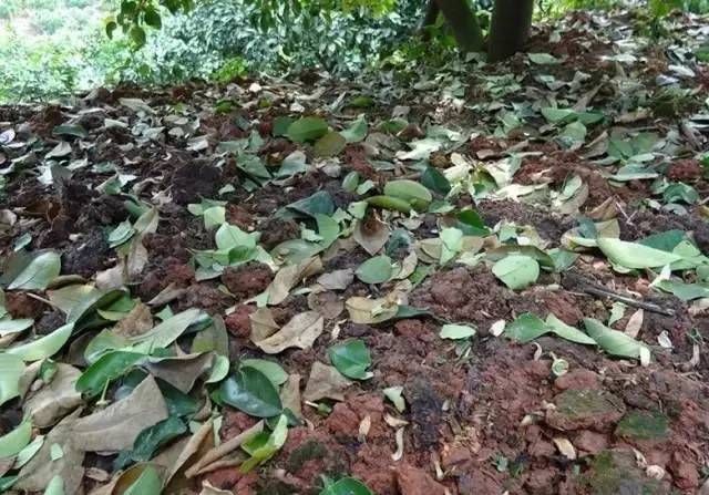 柑橘异常开花结果,柑橘树冬季黄化的原因有哪些