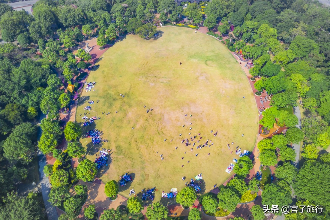先有苏铁王后有南宁城，它是恐龙的美食植物界活化石，堪称国宝