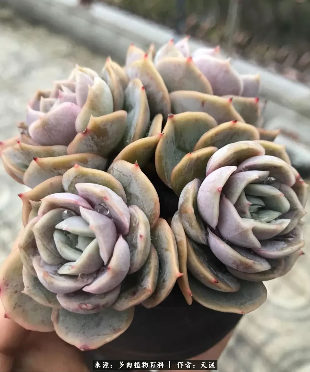 多肉从小养到大的过程,真爱的力量教程