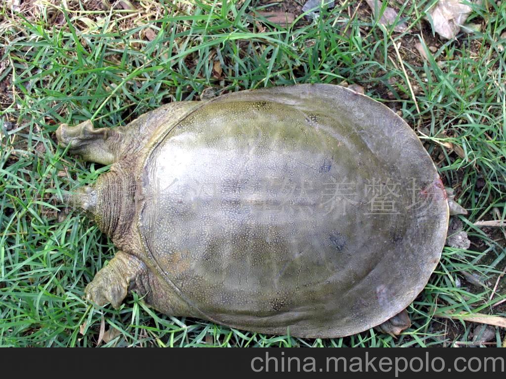 王八乌龟甲鱼鳖是一种类型吗,鳖乌龟王八甲鱼是同一种生物吗