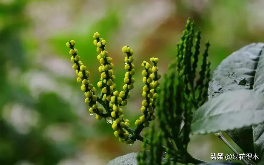黄珠兰和白珠兰的区别,白珠兰和黄珠兰的区别