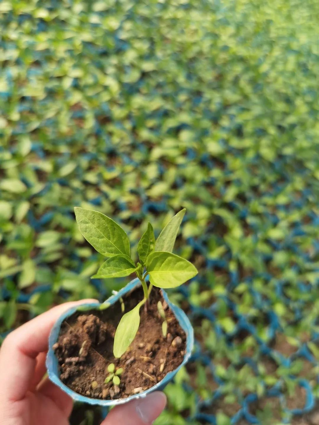 @长春人，这里有您一分田！快来认领！