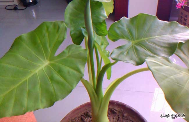 山里的滴水观音盆栽,滴水观音盆栽效果图