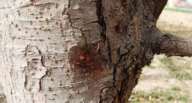 苹果的主要病虫害及如何防治,防治苹果病害的方法