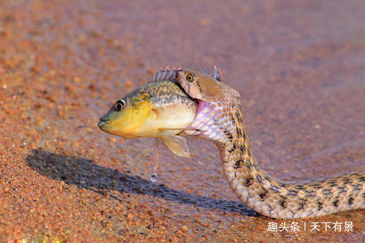 为什么蛇可以很久不进食,蛇为什么生命力这么强