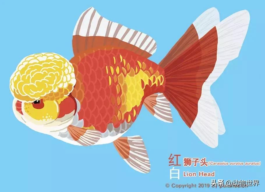 狮子金鱼品种,红头狮子金鱼