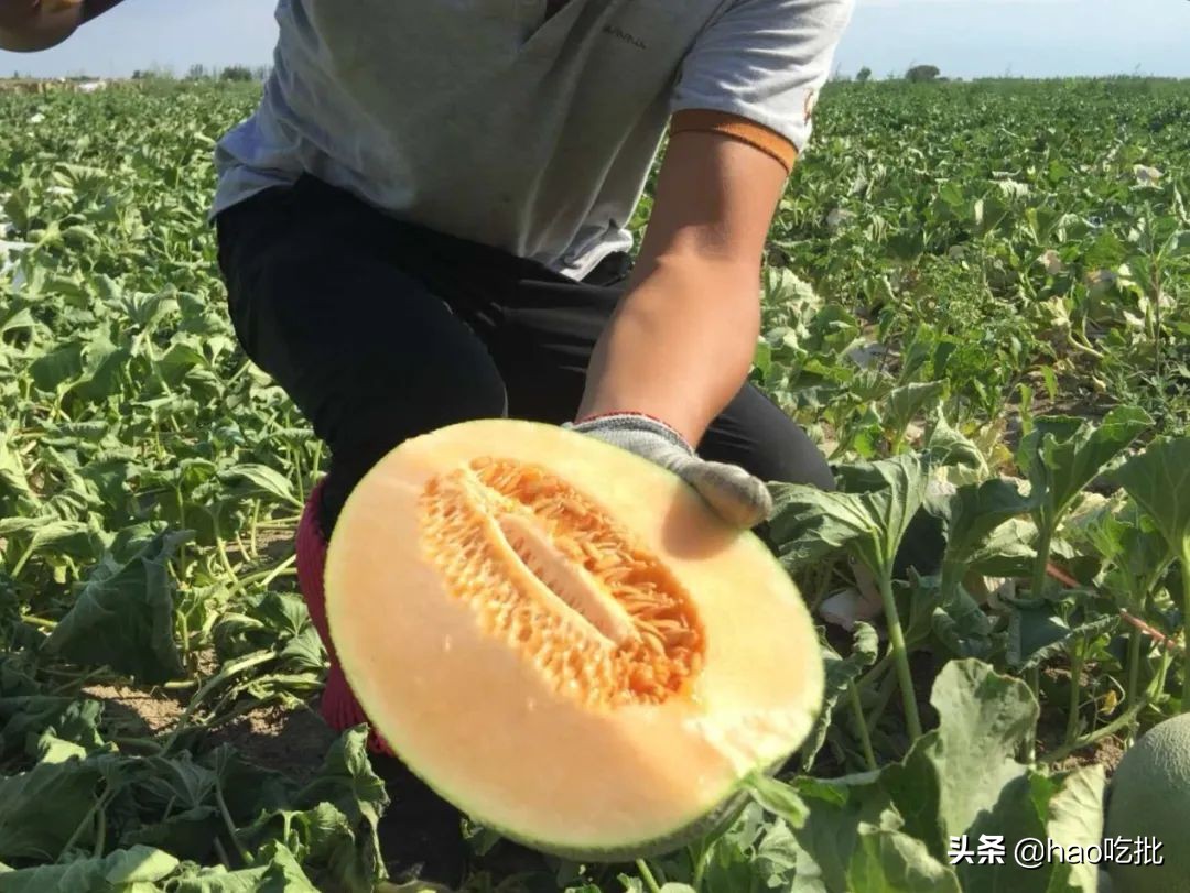 西州蜜25号与17号甜度,西州蜜25号的甜度