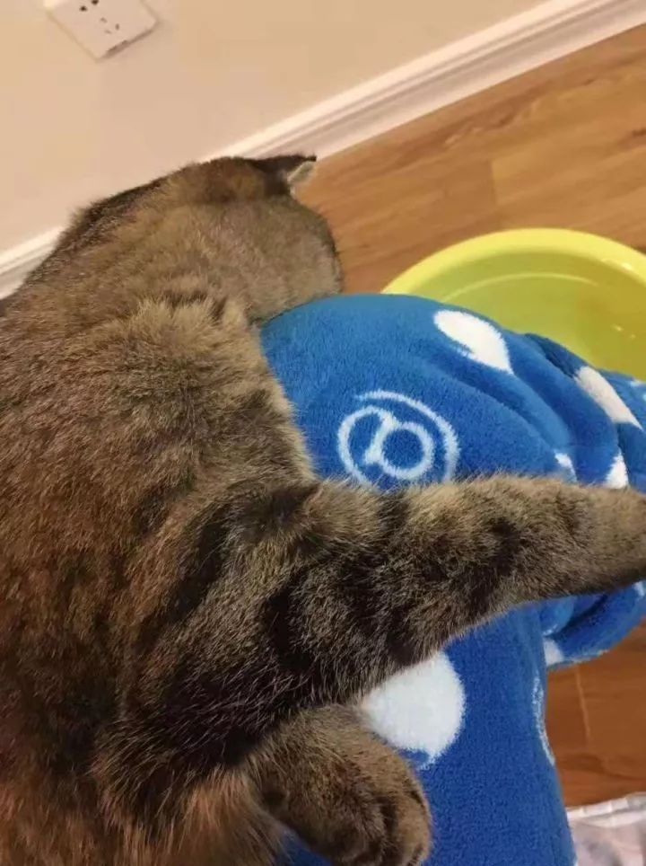 一个人养猫有什么烦恼,一个人生活养只狗靠谱吗