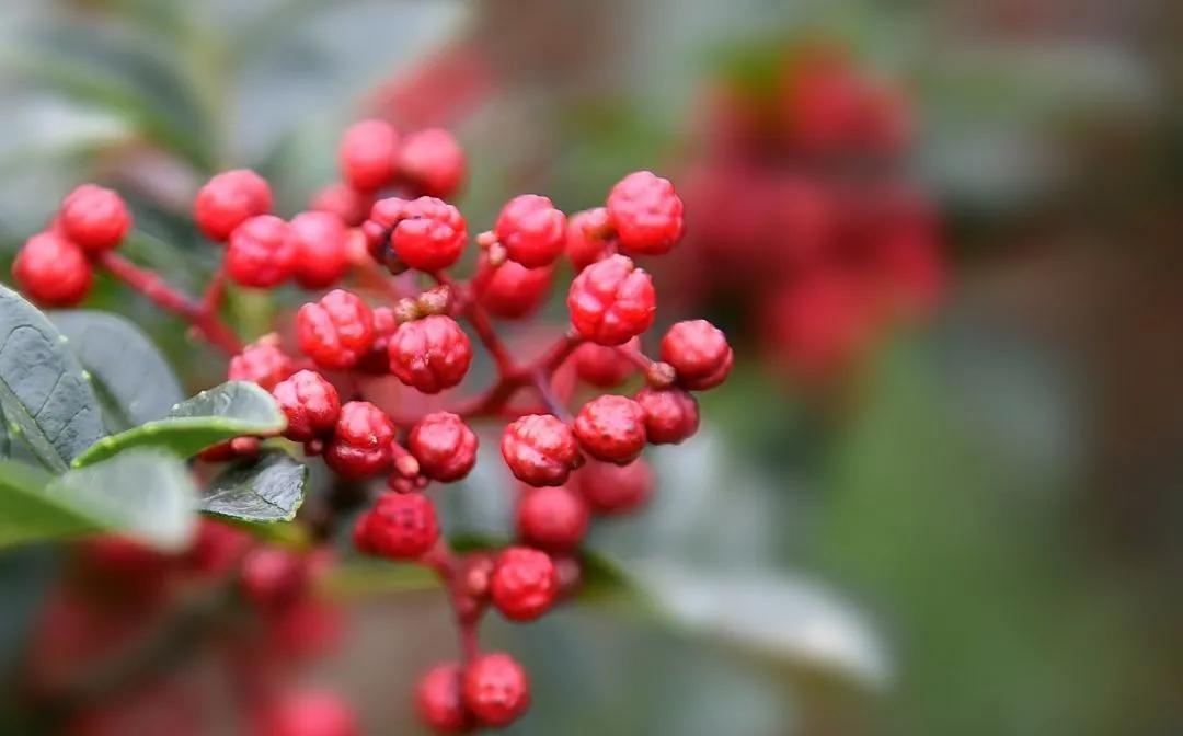 张宏文：汉源.西路花椒