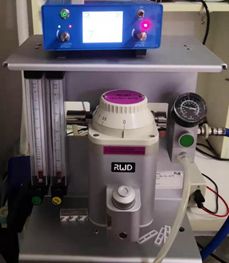 乌龟龟甲外伤该如何修复(下)