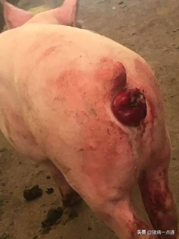 猪翻花及脱肛怎样处理,养猪人猪粪怎么处理